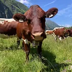 Mitterhaidgut Hollersbach im Pinzgau