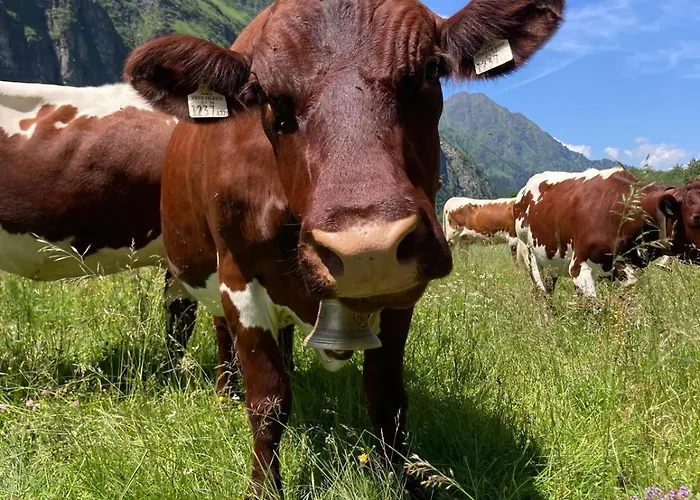 Mitterhaidgut Hollersbach im Pinzgau